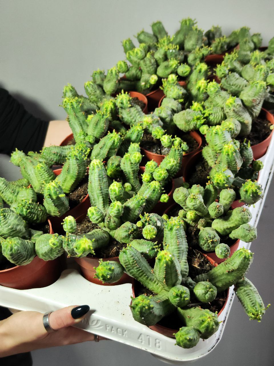 Молочай Шаровидный Тучный, Эуфорбия (Euphorbia Globosa x Obesa) D8,5см