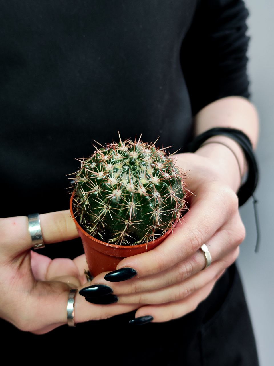 Кактус Округлый (Cactus Mix) D5см