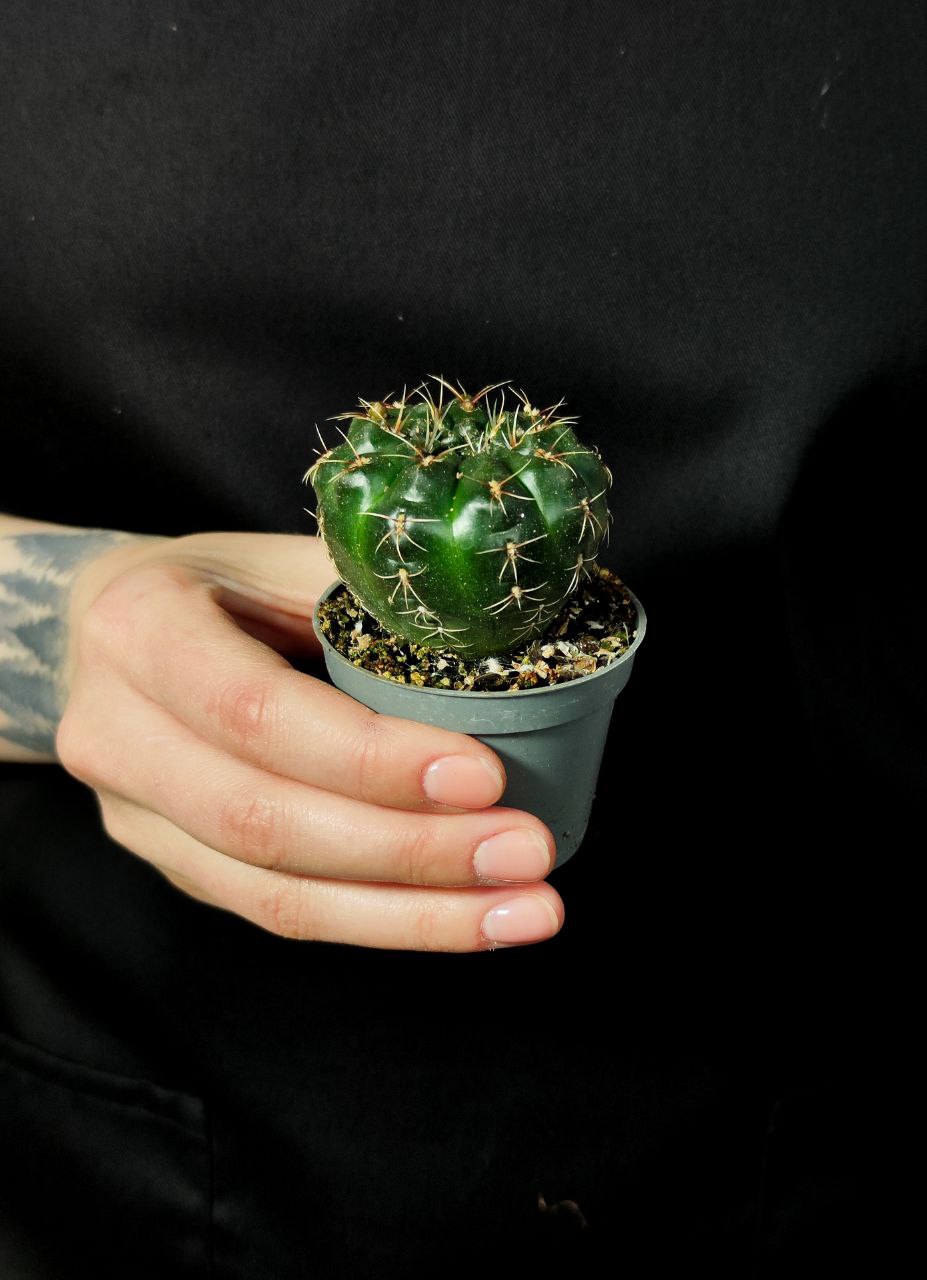 Гимнокалициум Балдианум (Gymnocalycium Baldnum) D5см