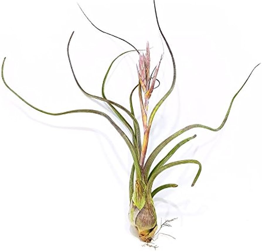 Тилландсия Псевдобалей (Tillandsia pseudobaileyi) XL