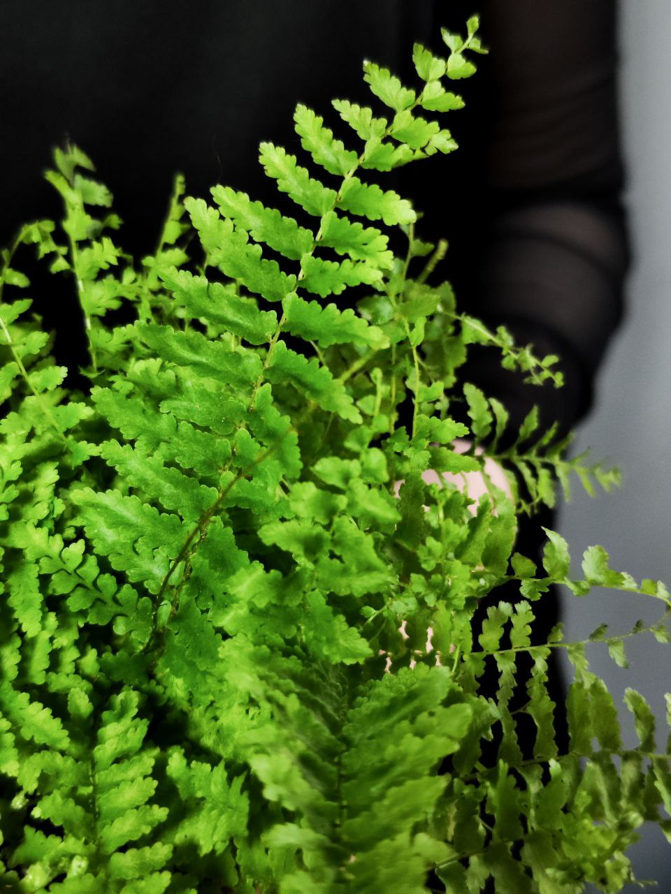 Нефролепис Возвышенный (Nephrolepis Exaltata Fluffy Ruffle) D8,5см
