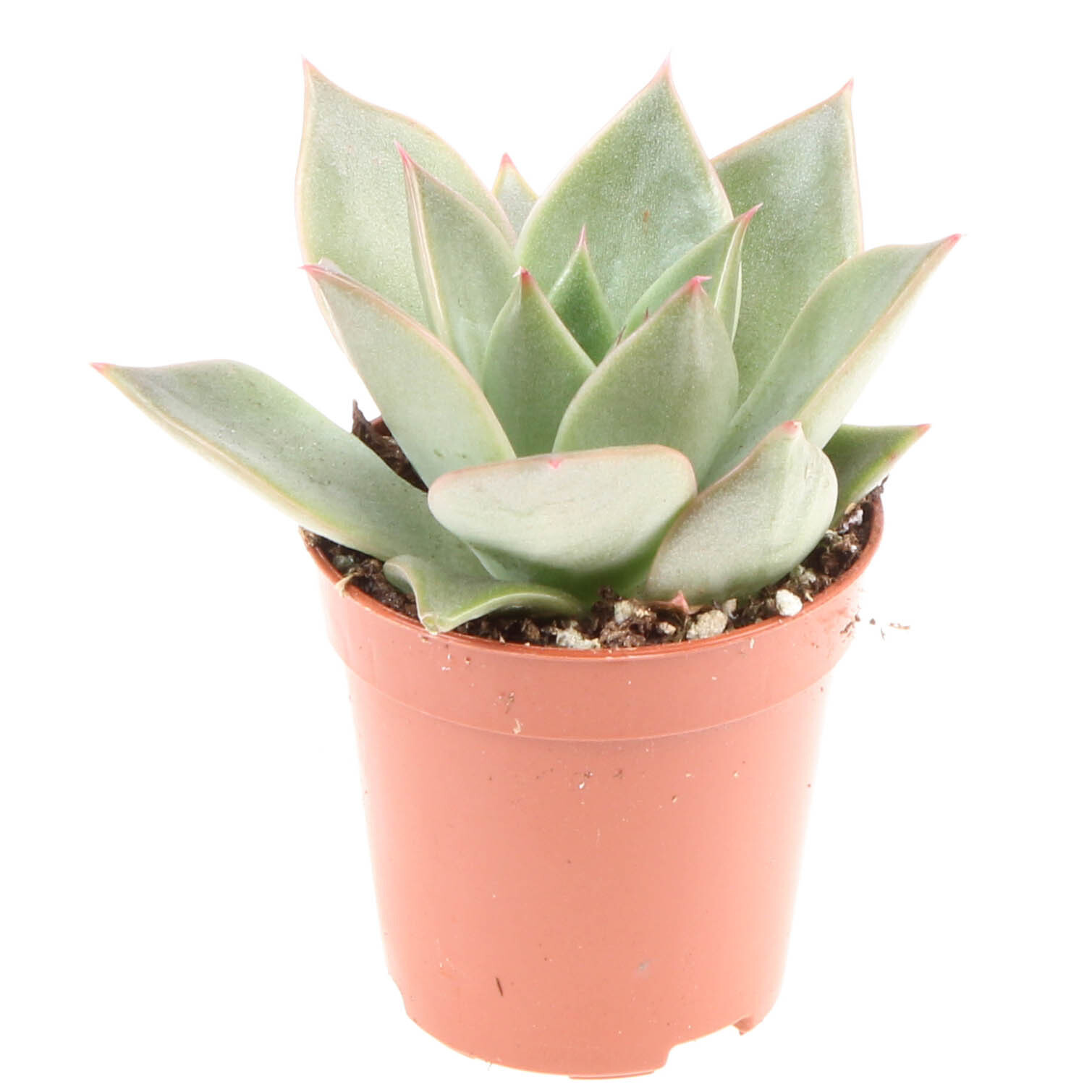 Эхеверия Максус (Echeveria Maxxus) D5см