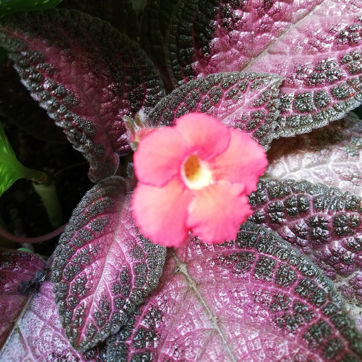 Эписция Малай Джем (Episcia Malayan Gem) D6см