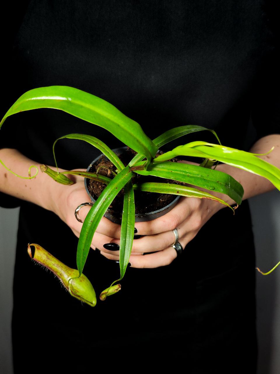 Непентес Грацилис (Nepenthes Gracilis) D9см
