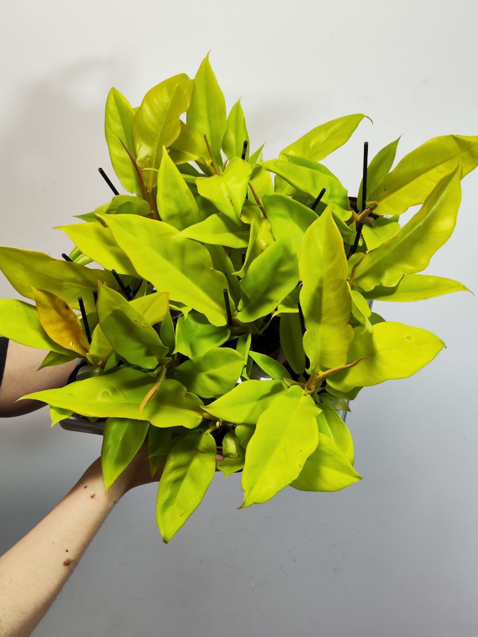 Филодендрон Голден Крокодил (Philodendron Golden Crocodile) D6см