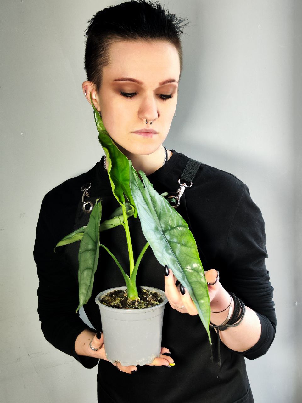 Алоказия Хетерофилла Дыхание Дракона (Alocasia Heterophylla Dragon’s Breath) D12см