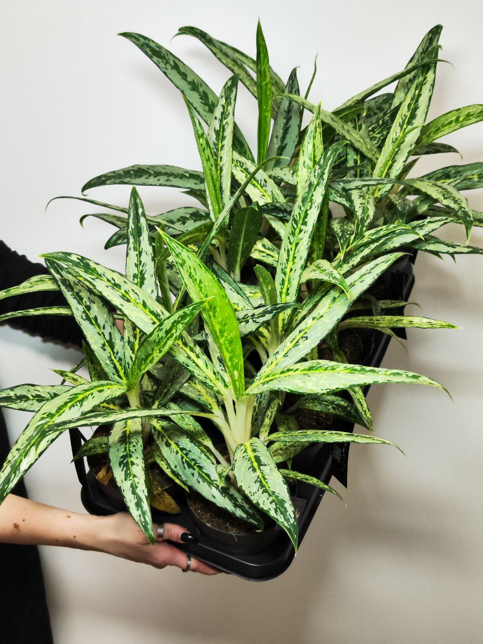 Аглаонема Матча Лемон (Aglaonema Matcha Lemon) D12см