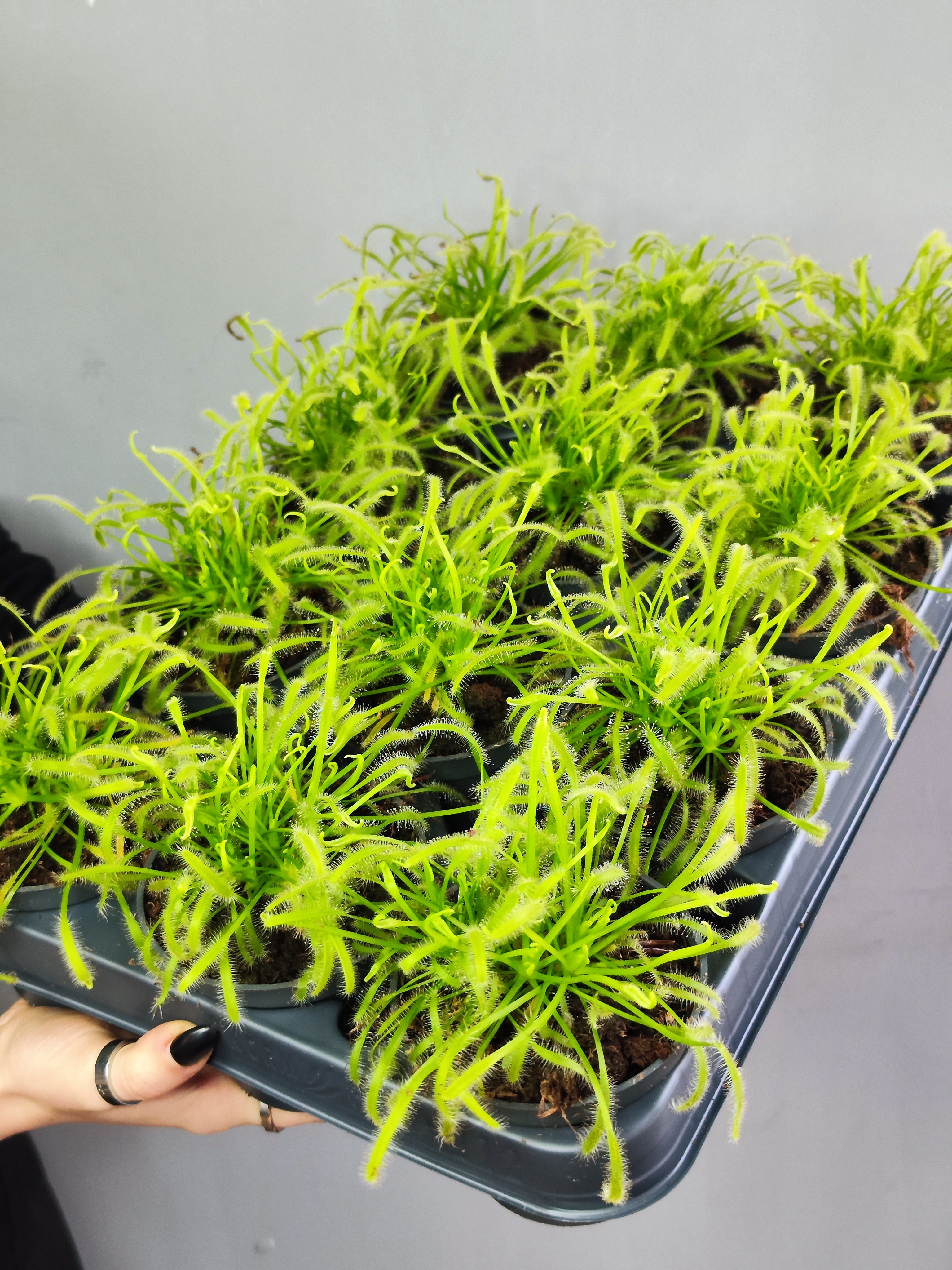 Росянка Альба (Drosera Alba) D9см