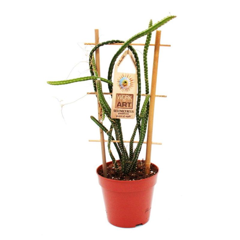 Кактус Селеницереус Крупноцветковый, или Кактус Царица Ночи (Selenicereus Grandiflorus) D12см