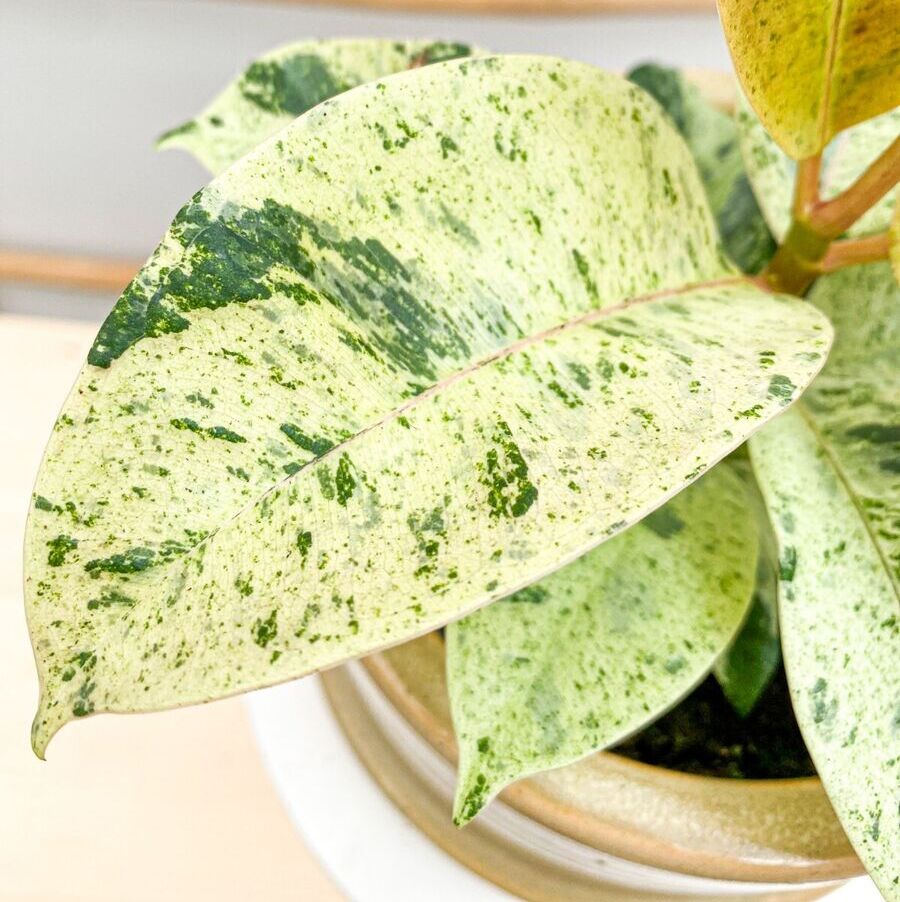 Фикус Эластика Шривериана (Ficus Elastica Shivereana) D6см