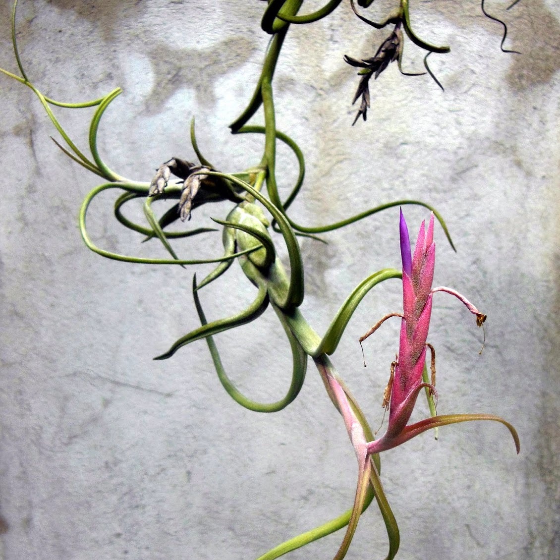 Тилландсия Интермедиа (Tillandsia Intermedia)