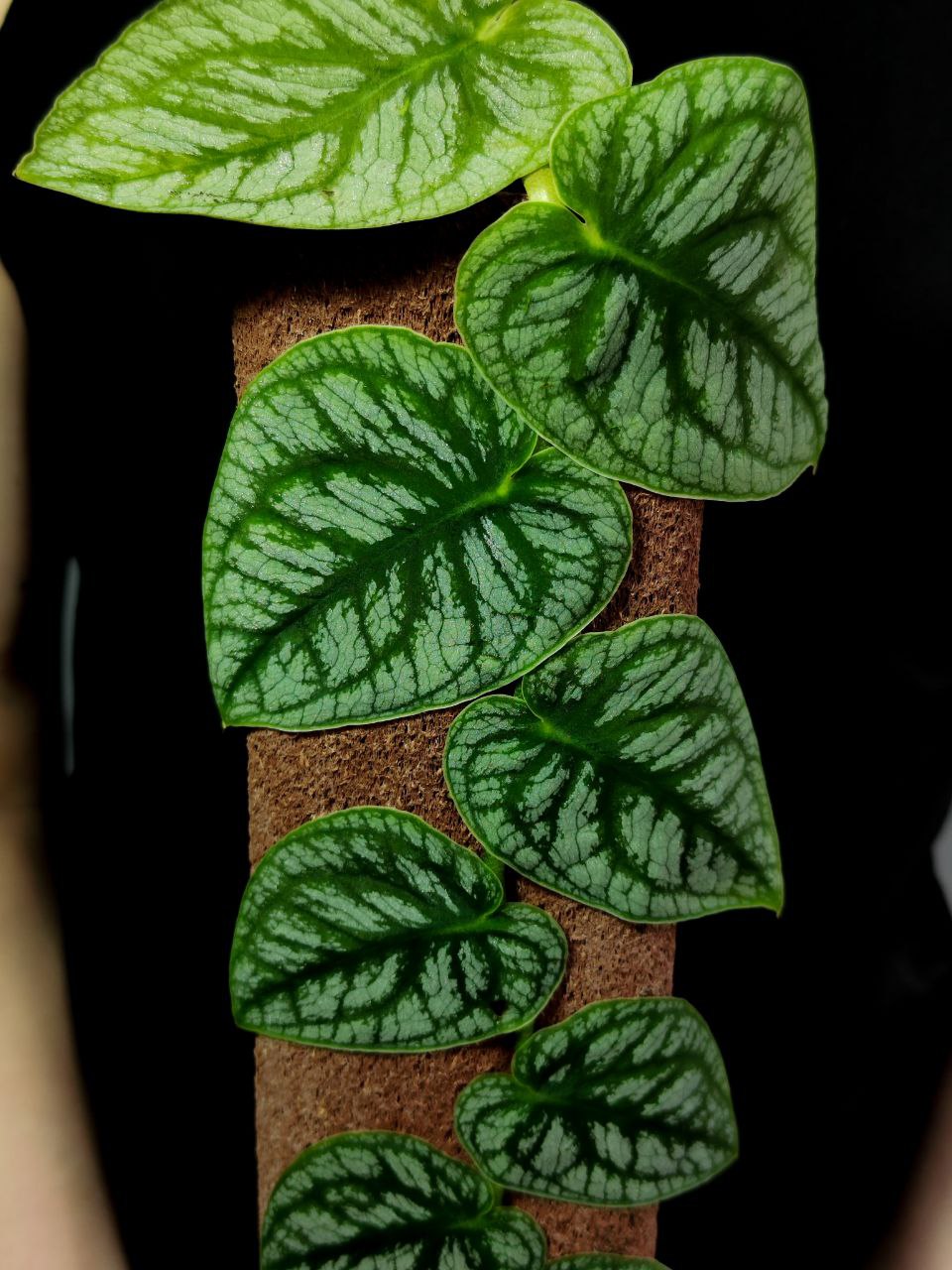 Монстера Дубиа (Monstera Dubia) D14см
