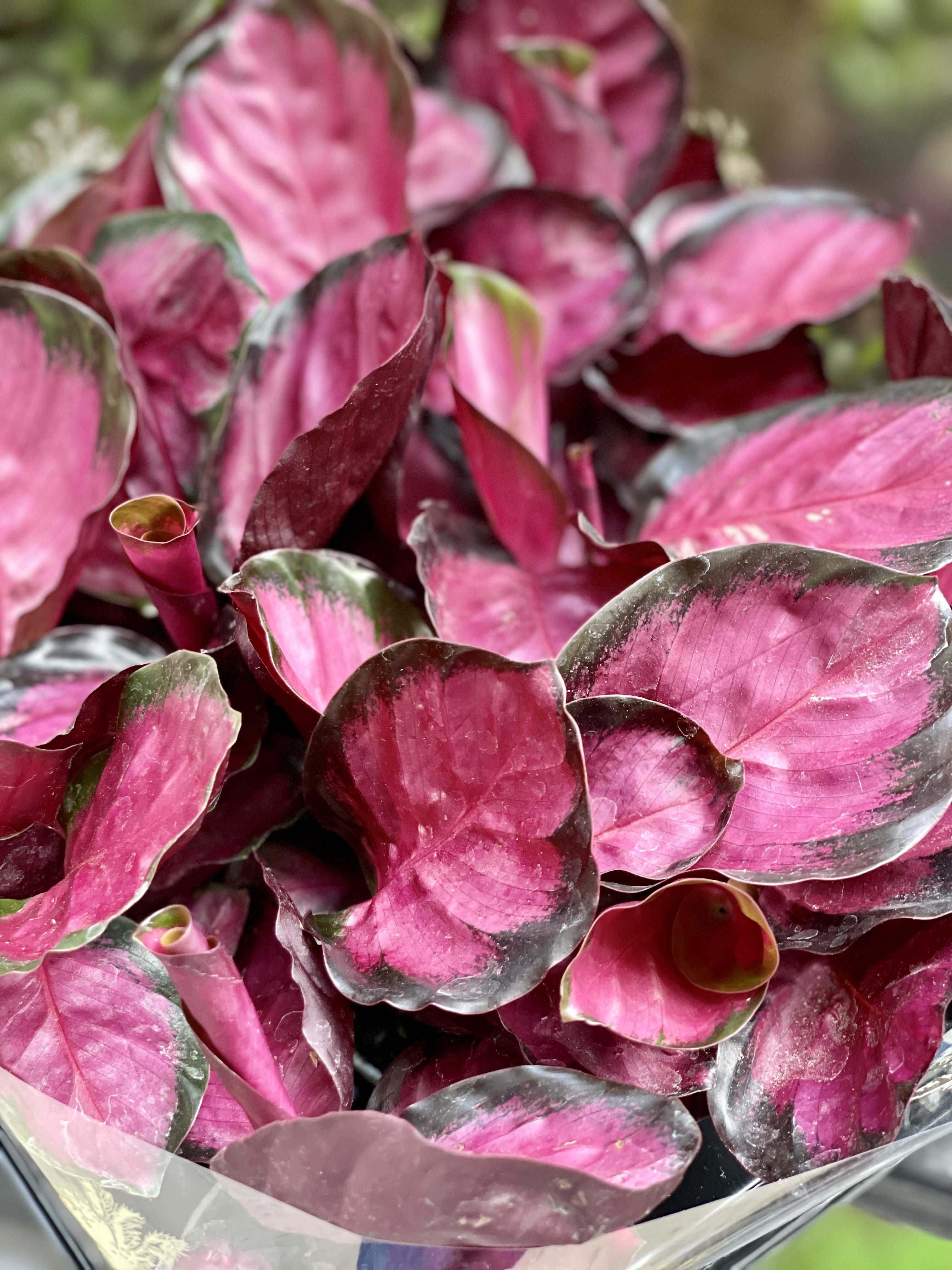 Калатея Розеопикта Кримсон (Calathea Roseopicta Crimson) D6см
