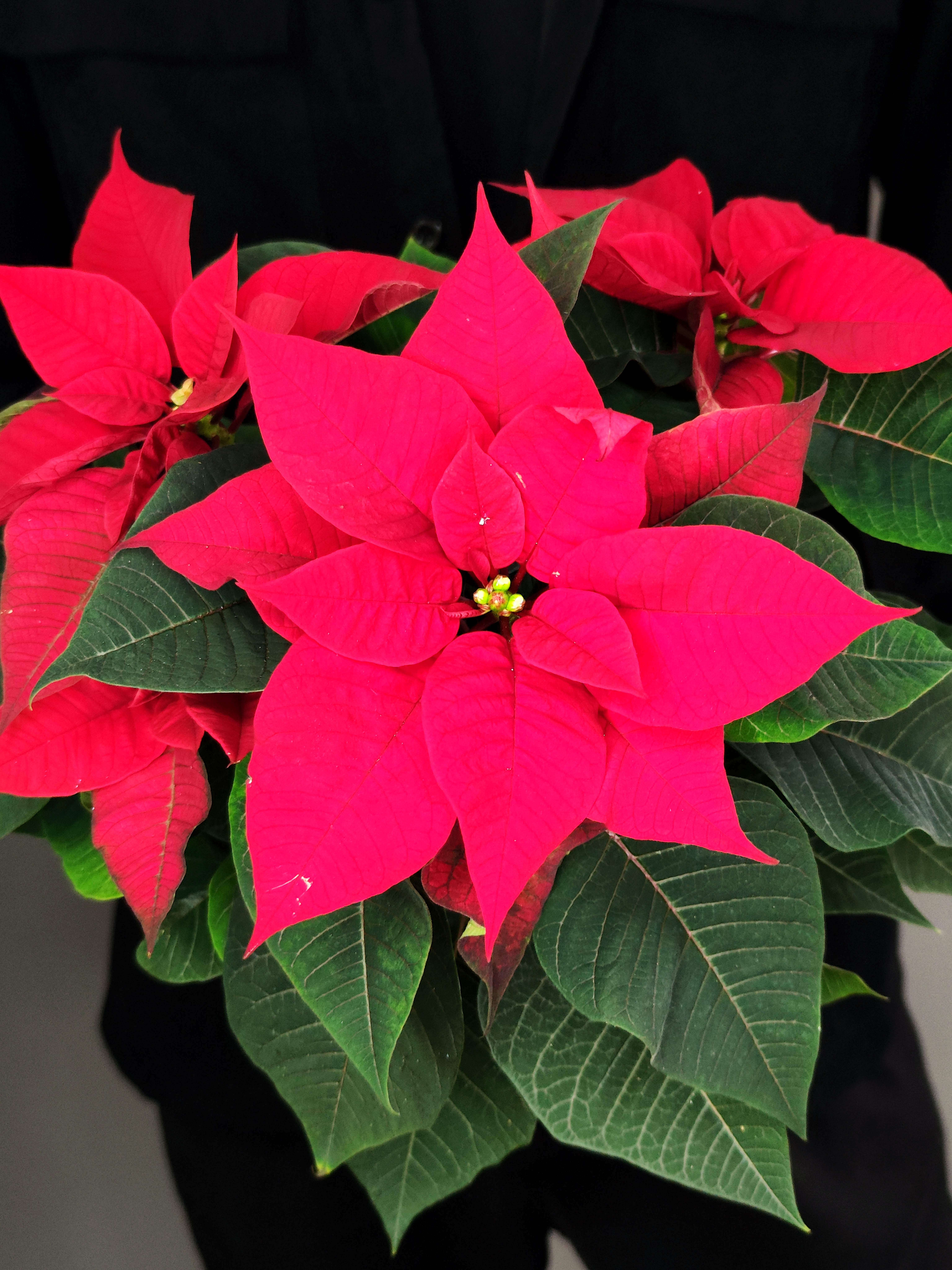 Пуансеттия Фрея Красная (Poinsettia Freya Red) D13см