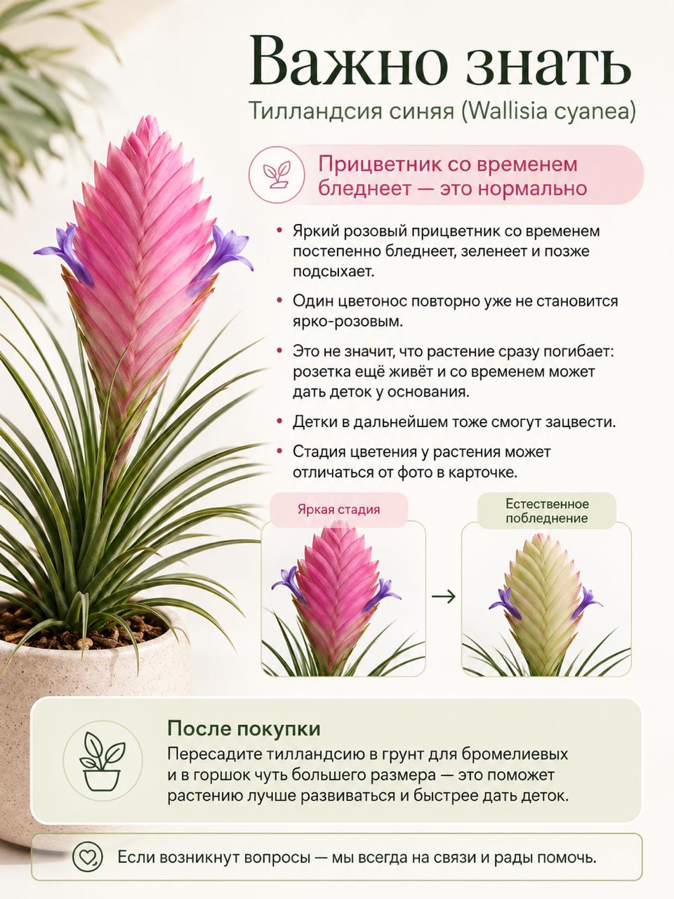 Тилландсия Синяя (Wallisia Cyanea) D7см