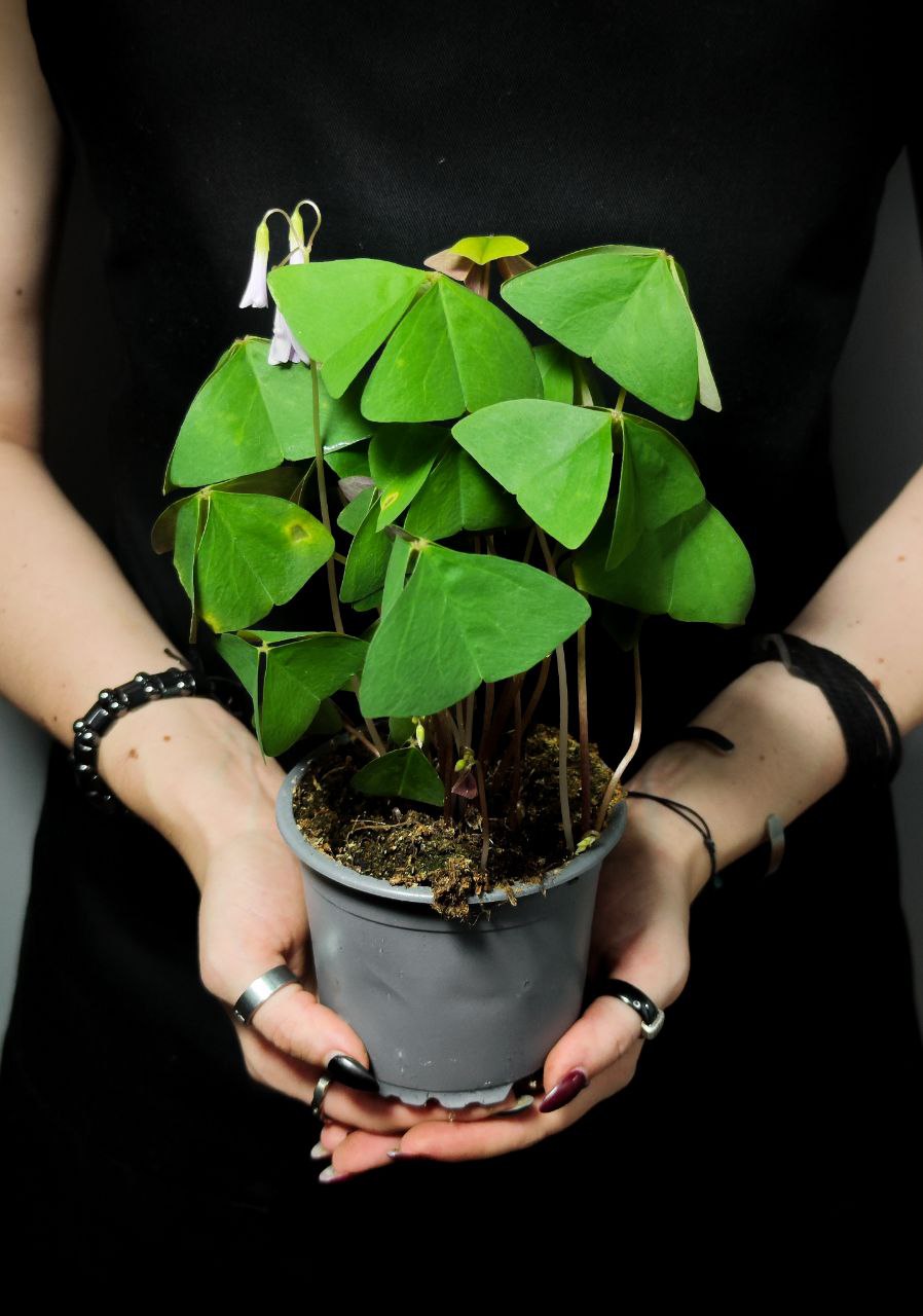 Кислица Треугольная Зеленая (Oxalis Triangularis Green) D10см