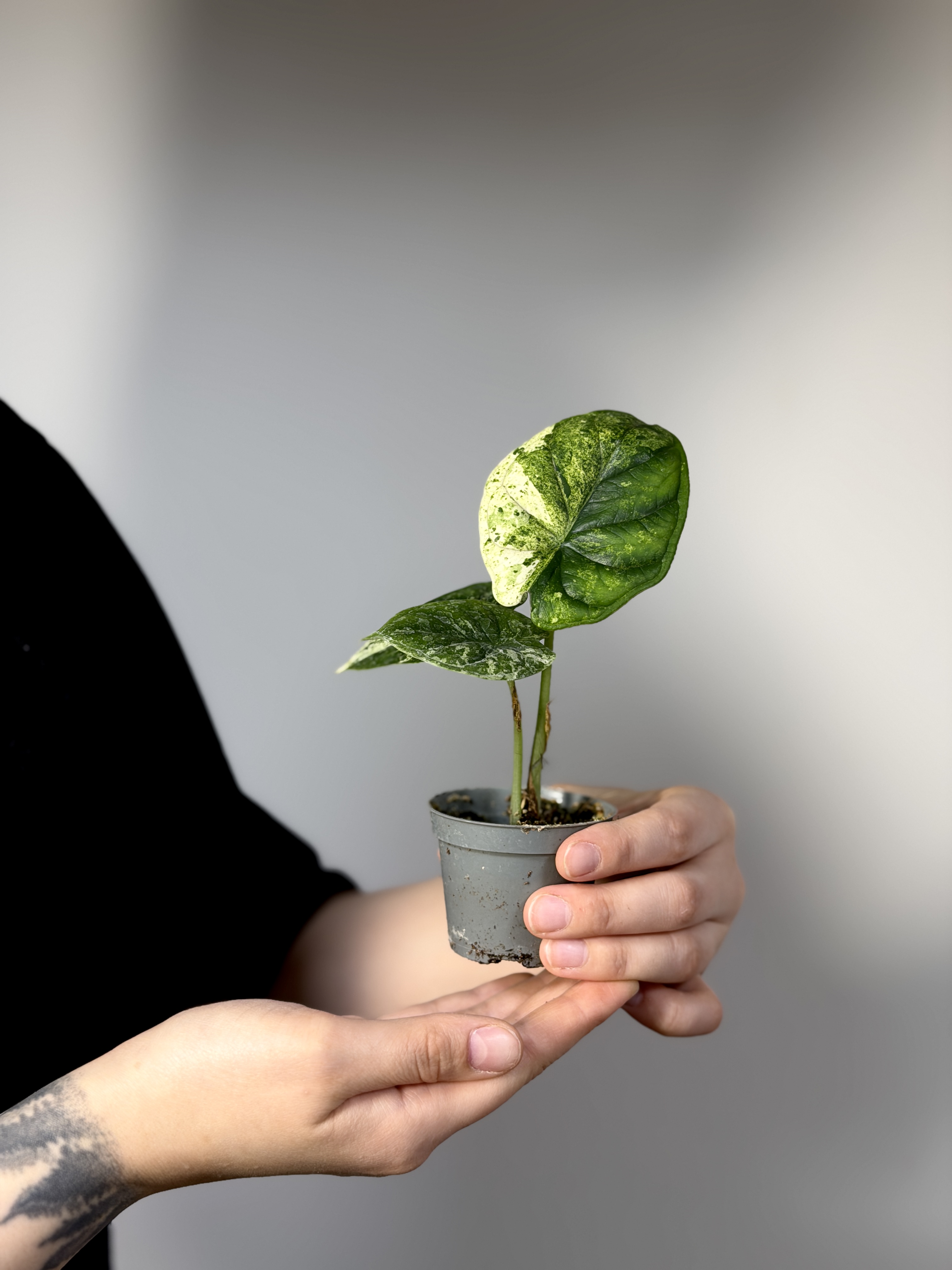 Алоказия Драгон Скейл Минт Вариегатная (Alocasia Dragon Scale Mint Variegata) D9см