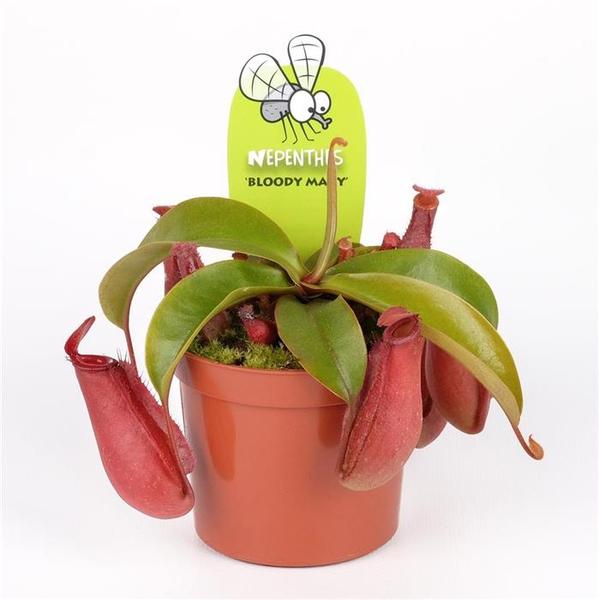 Непентес Кровавая Мэри (Nepenthes Bloody Mary) D9см