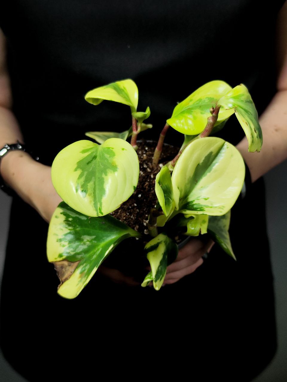 Пеперомия Грин Голд УЦЕНКА (Peperomia Obtusifolia Green Gold) D11см