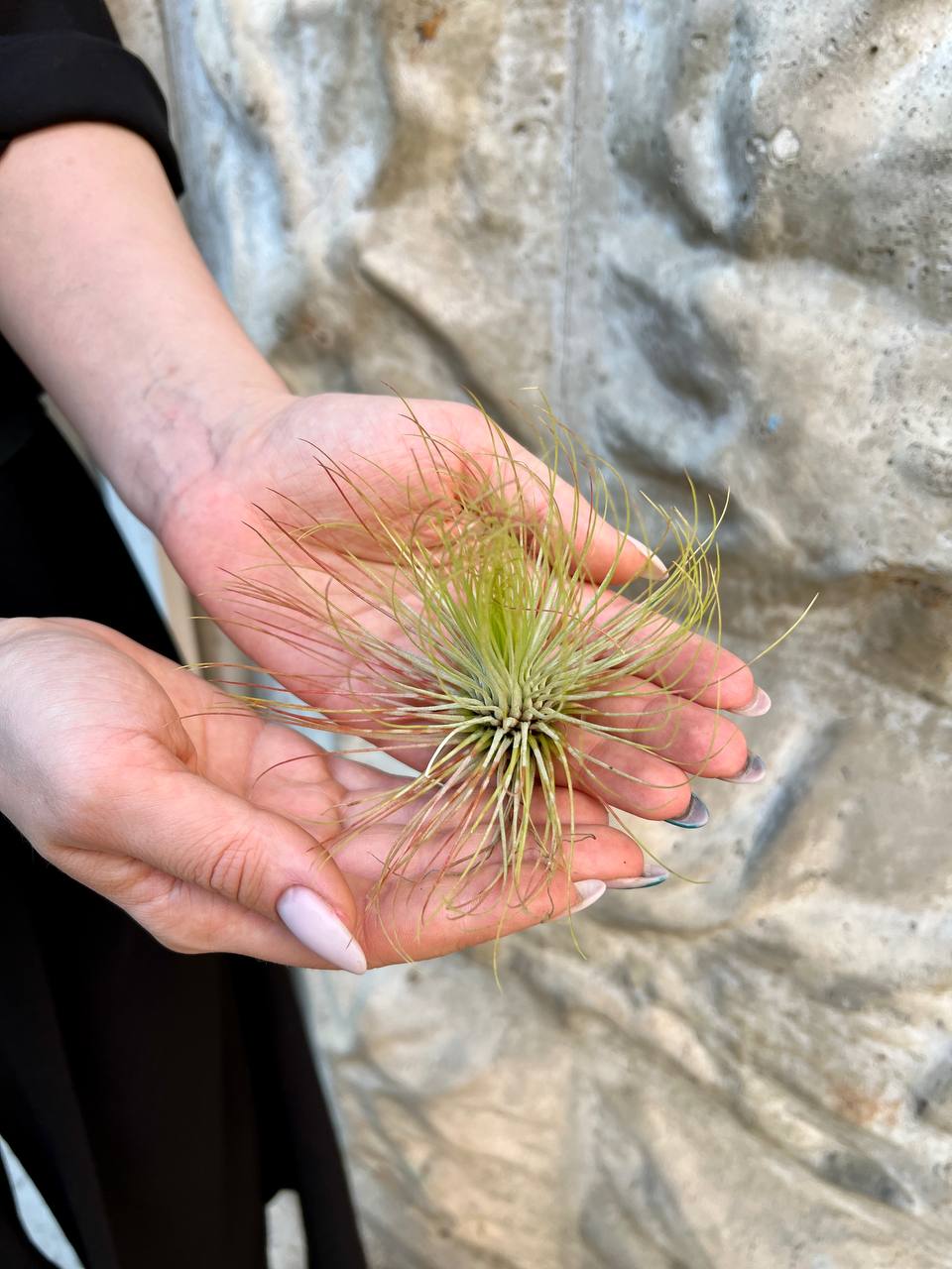 Тилландсия Андреана (Tillandsia Andreana)