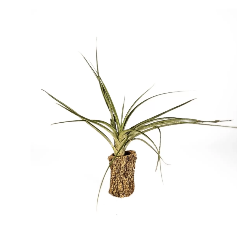 Тилландсия Эксерта Фацикулата (Tillandsia Exserta x Fasciculata)