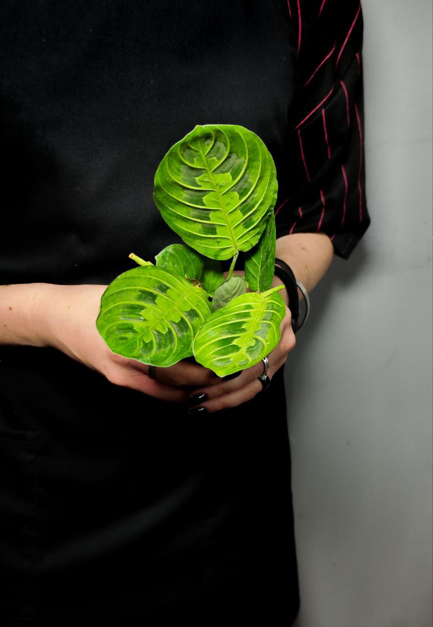 Маранта Лемон Лайм (Maranta Lemon Lime) D6см