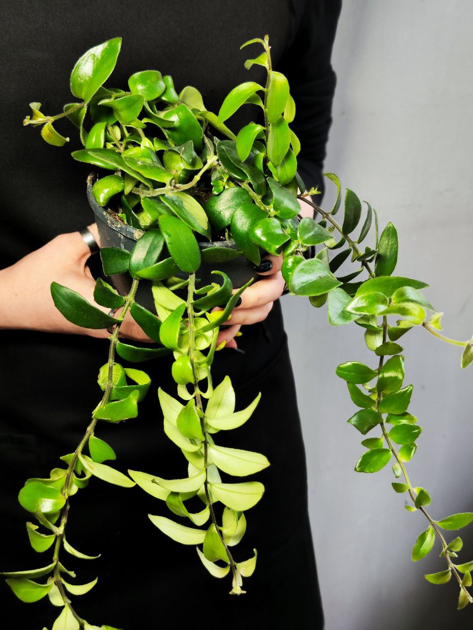 Эсхинантус Раста (Aeschynanthus Rasta) D12см