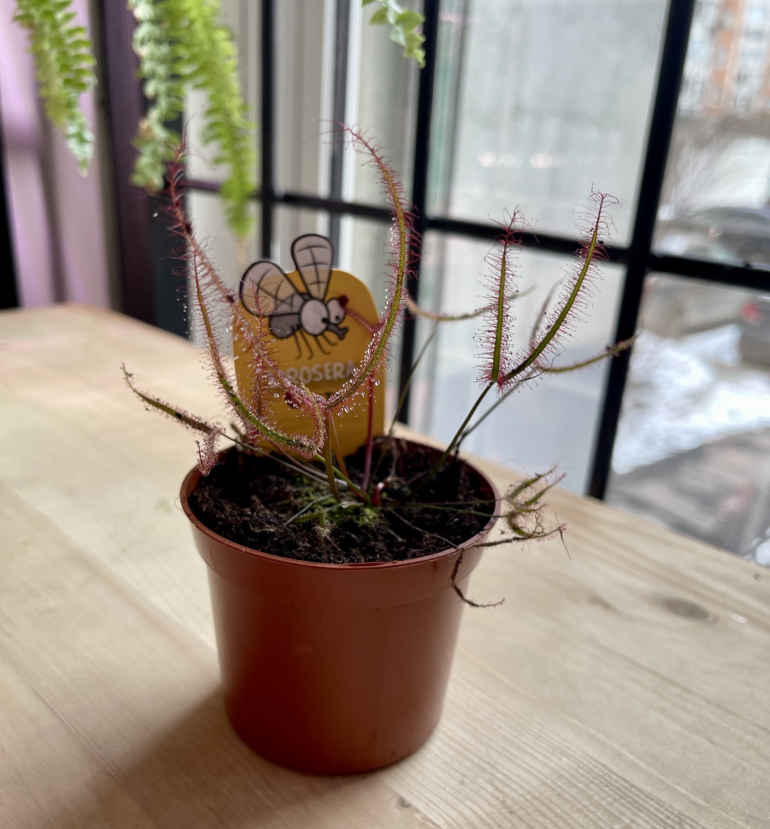 Росянка Бината (Drosera Binata) D9см