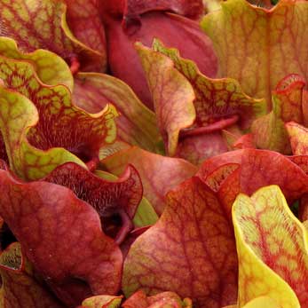 Саррацения Веноза Красная (Sarracenia Venosa Red) D9см