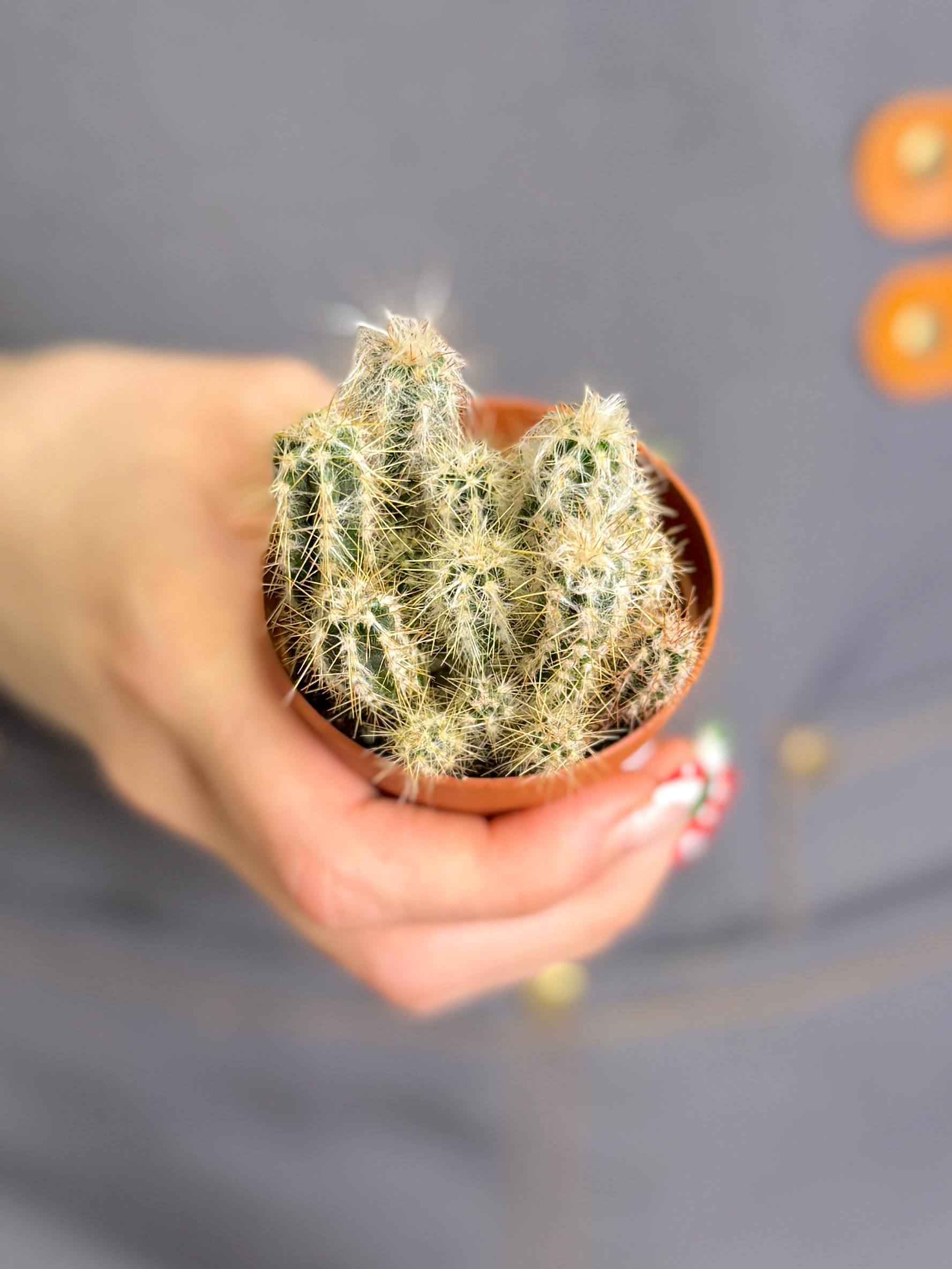 Пилозоцереус Лейкоцефалус (Pilosocereus Leucocephalus) D5см