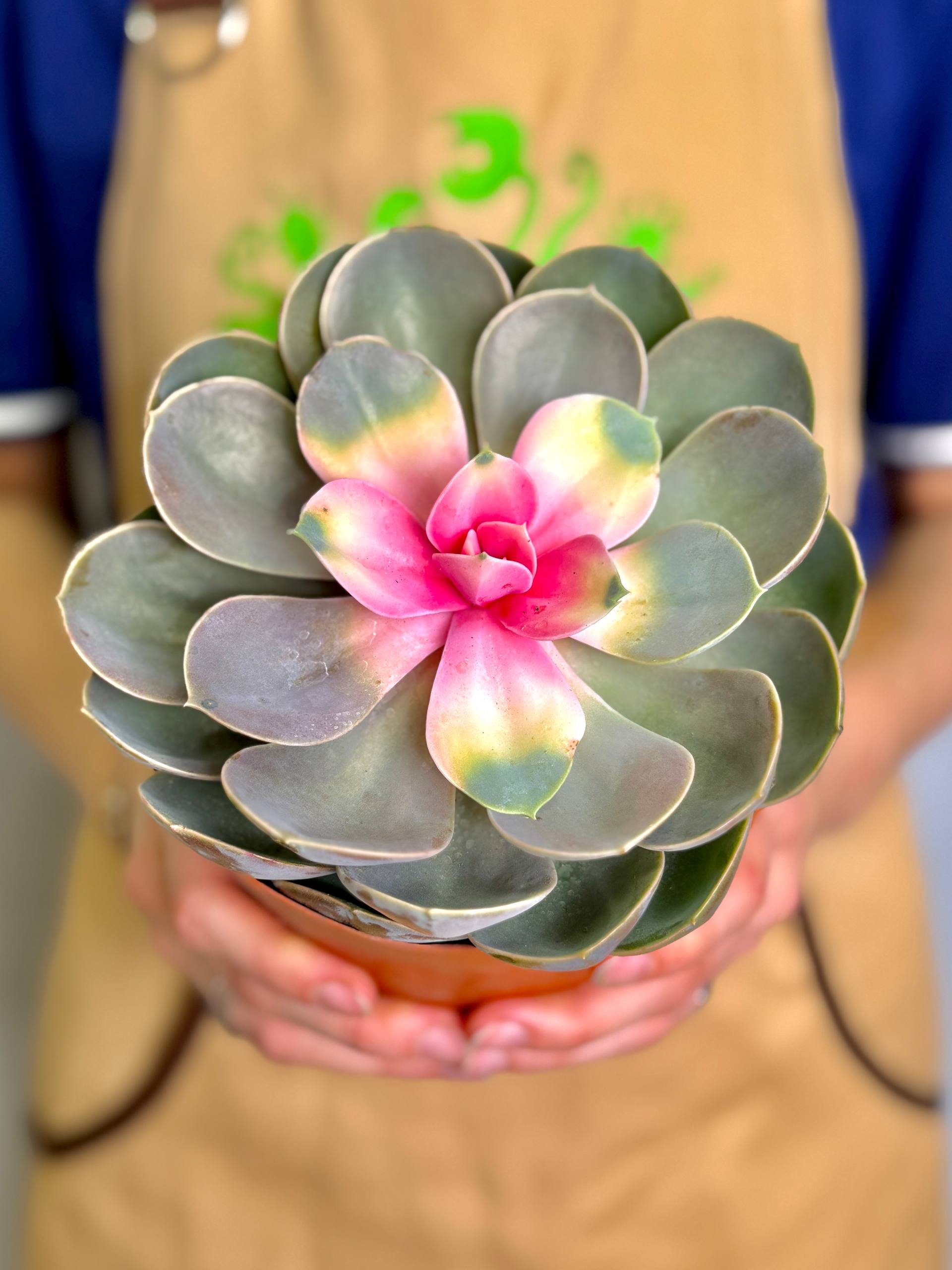 Эхеверия Ред Харт Лотус (Echeveria Red Heart Lotus) D13см