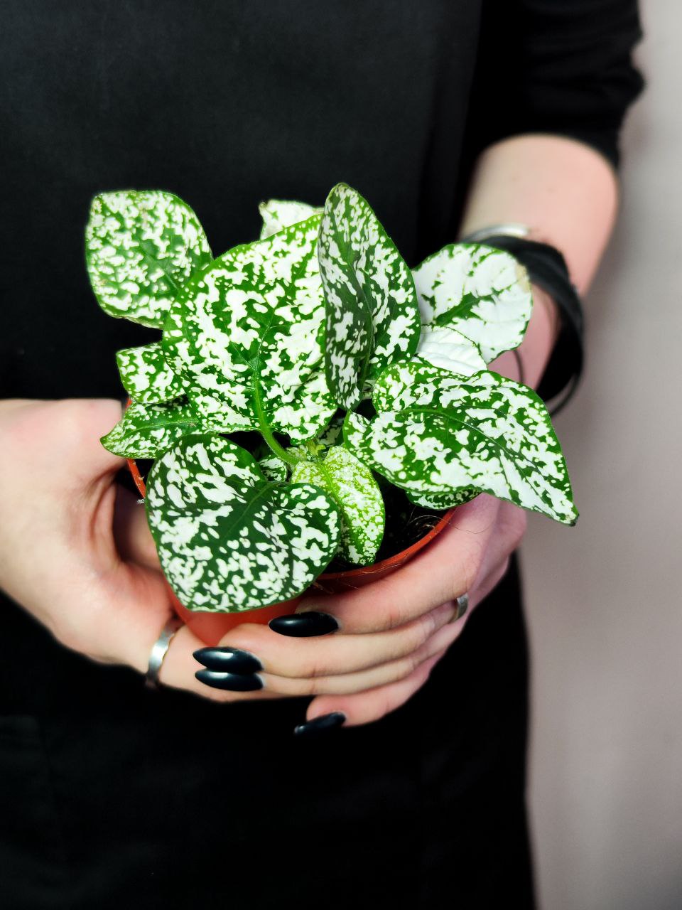 Гипоэстес Листоколосковый Вайт (Hypoestes Phyllostachya White) D8см