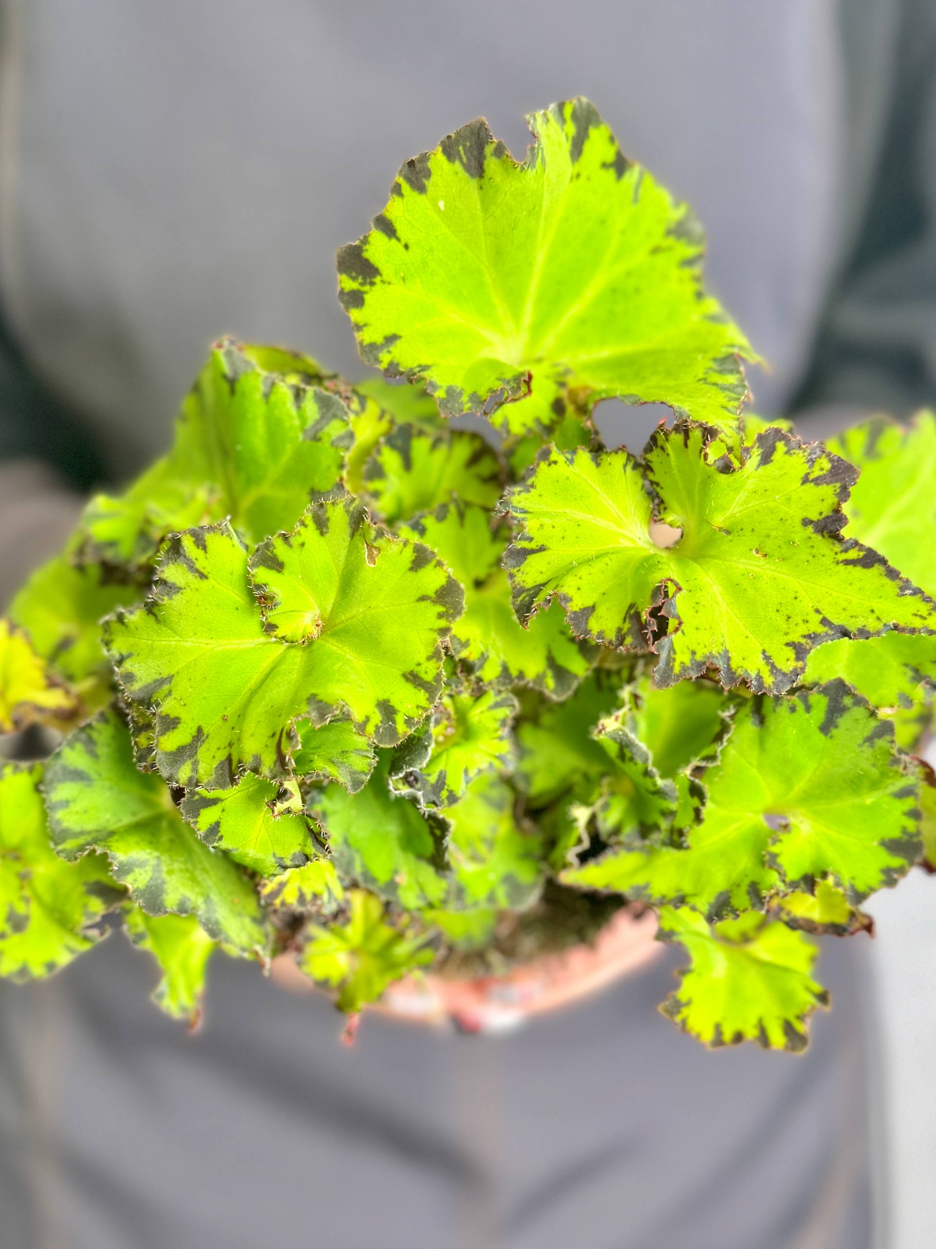 Бегония Рекс Ред Джайв (Begonia Rex Red Jive) D12см