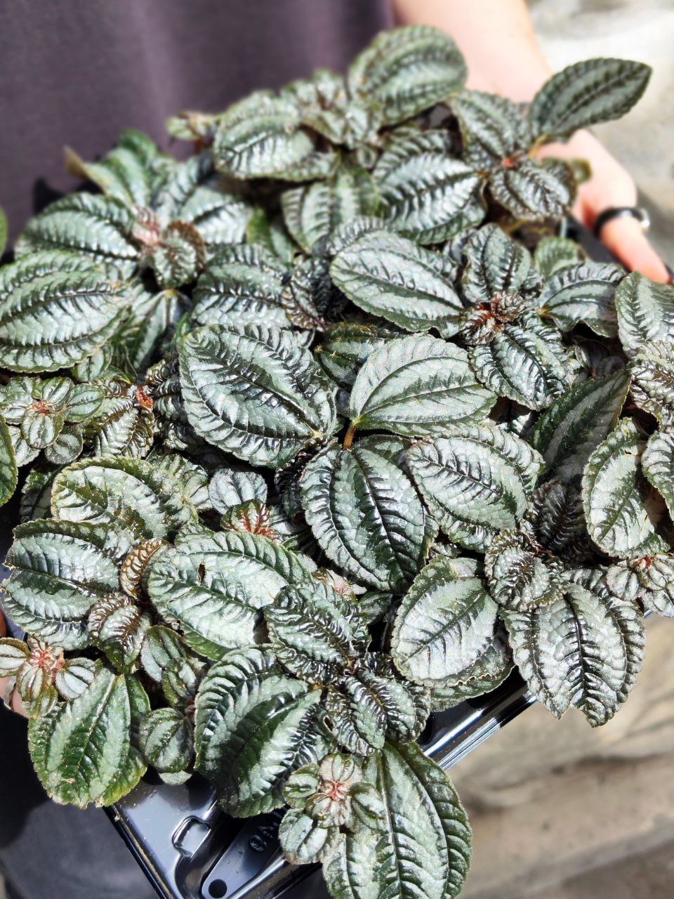 Пилея Норфолк (Pilea Involucrata Norfolk) D6см