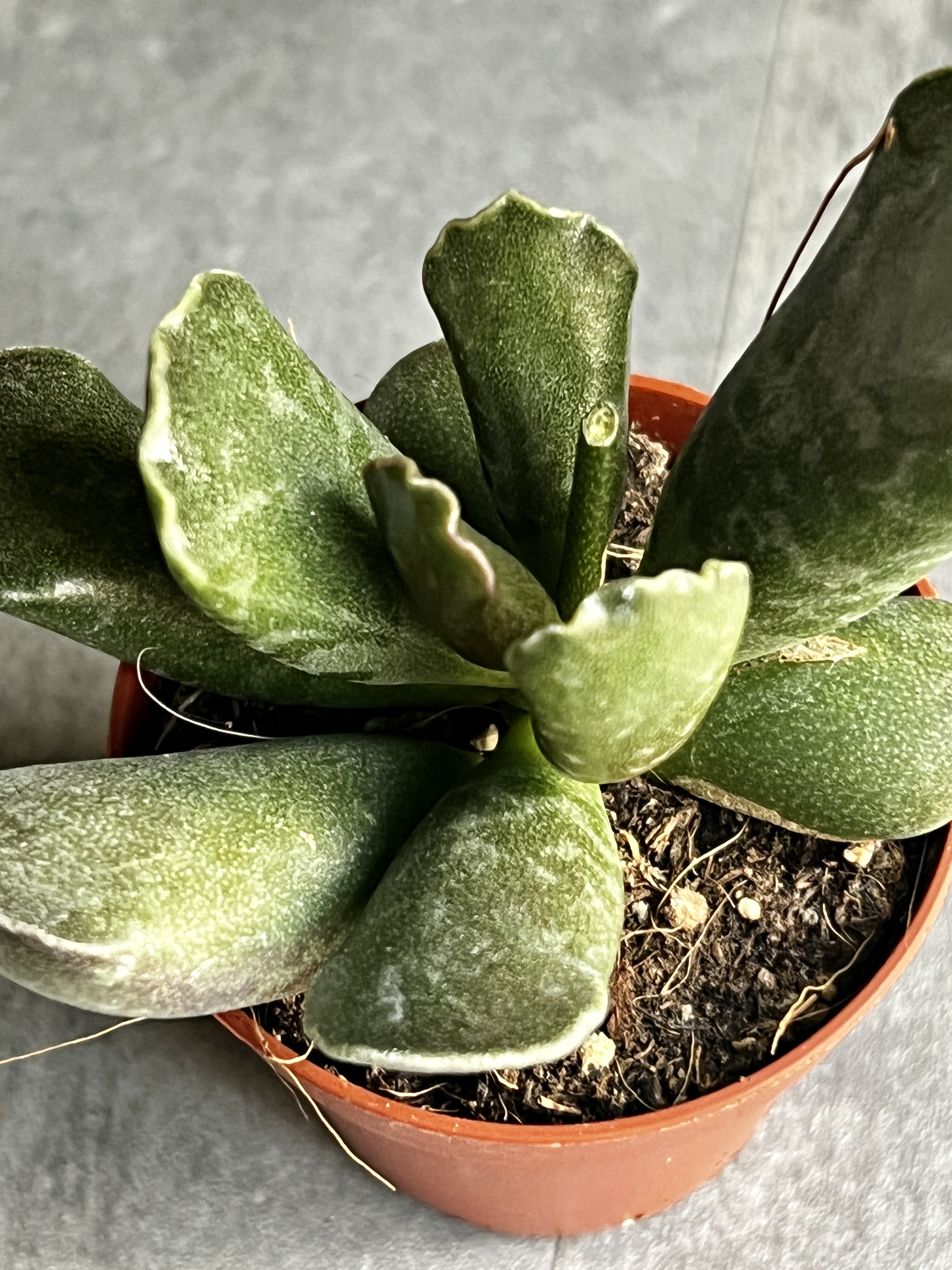 Адромискус Купера (Adromischus Cooperii) D5см
