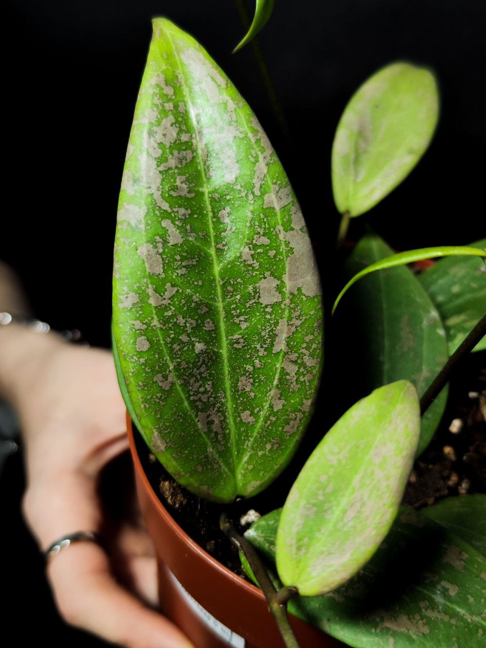 Хойя Виберджи (Hoya Wibergiae) D12см