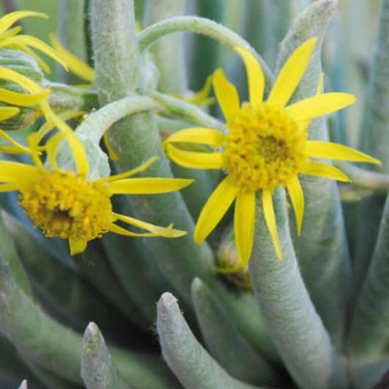 Крестовник Скапосус, или Крестовник Стрелконосный (Senecio Scaposus) D5см