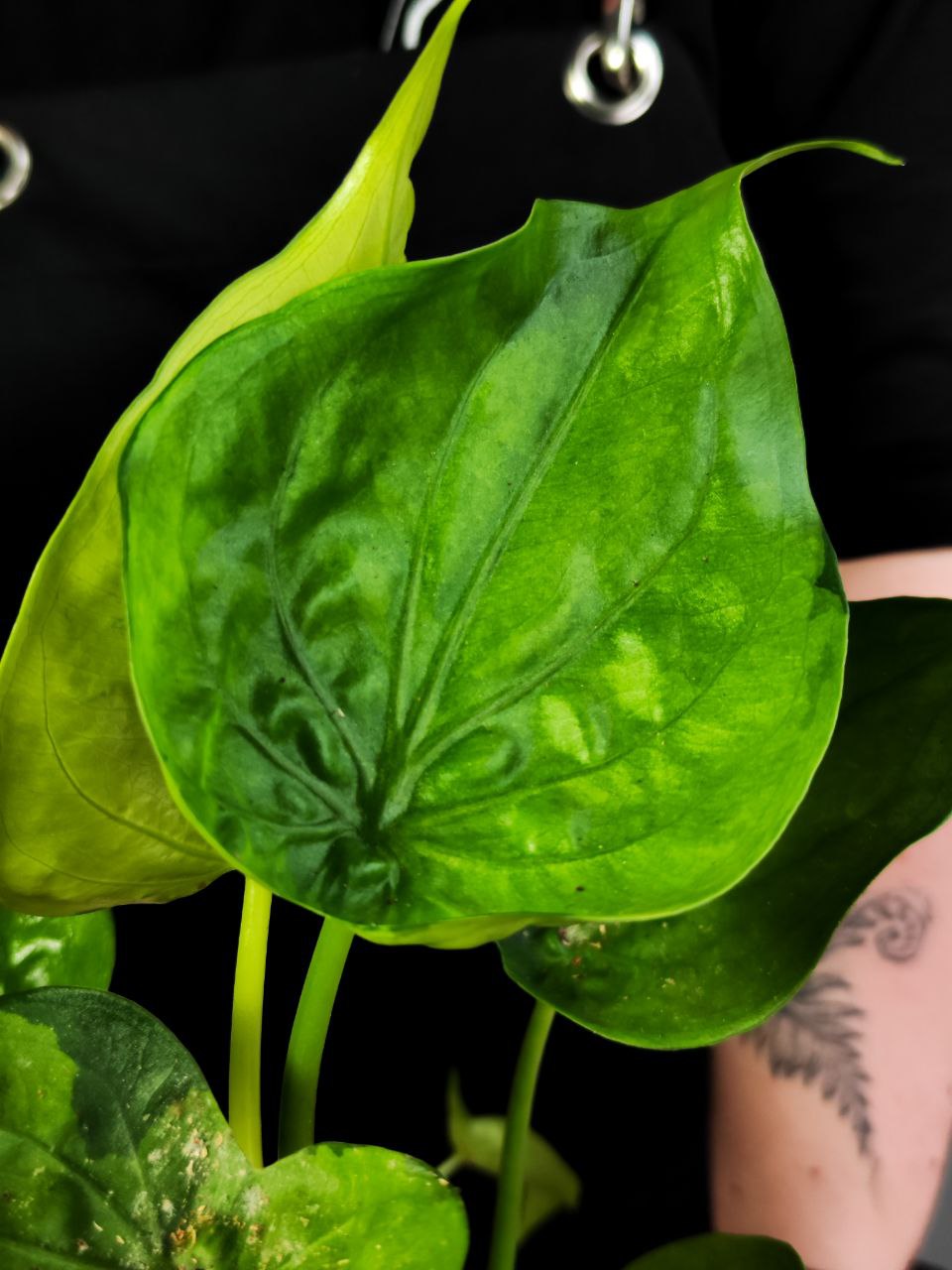 Алоказия Кукулата Вариегатная (Alocasia Cucullata Variegated) D12см