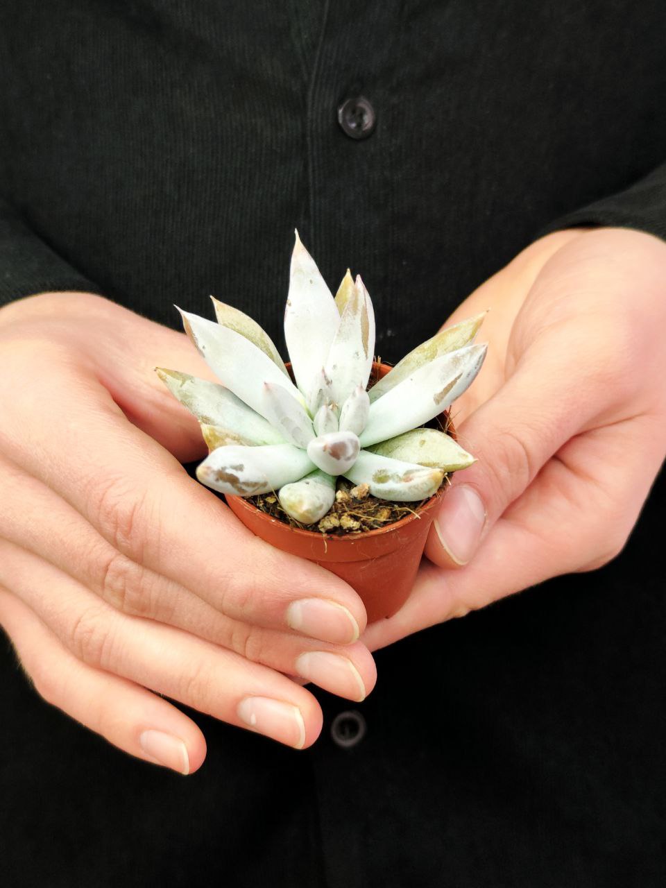 Эхеверия Толиманенсис (Echeveria Tolimanensis) D5см