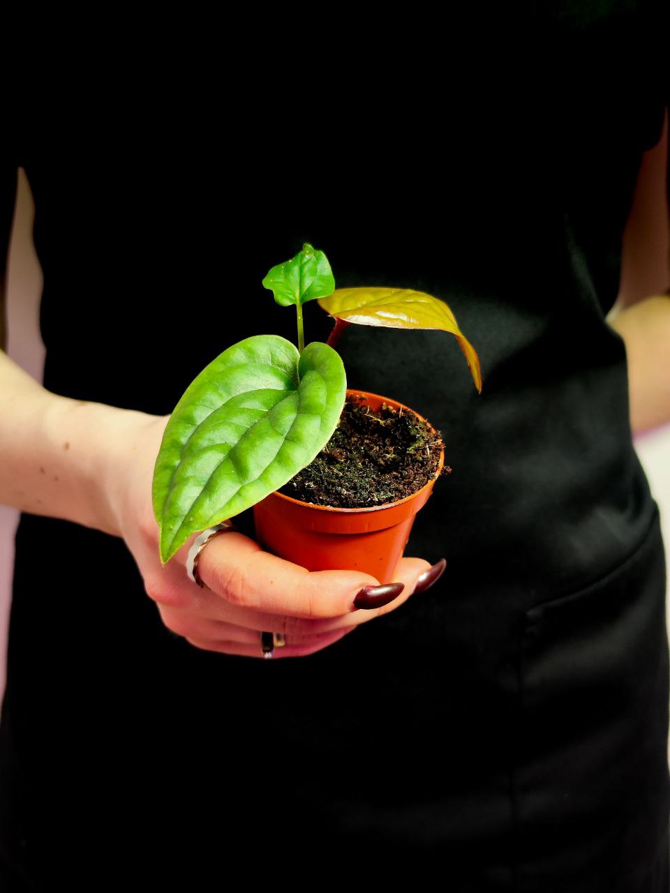 Антуриум Люксурианс Радиканс (Anthurium Radicans x Luxurians) D6см