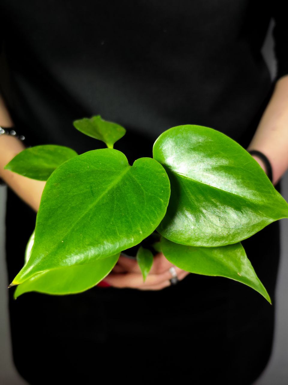 Монстера Деликатесная, или Монстера Делициоза (Monstera Deliciosa) D6см