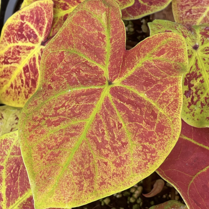 Каладиум Биколор Нью Вейв (Caladium Bicolor New Wave) D6см