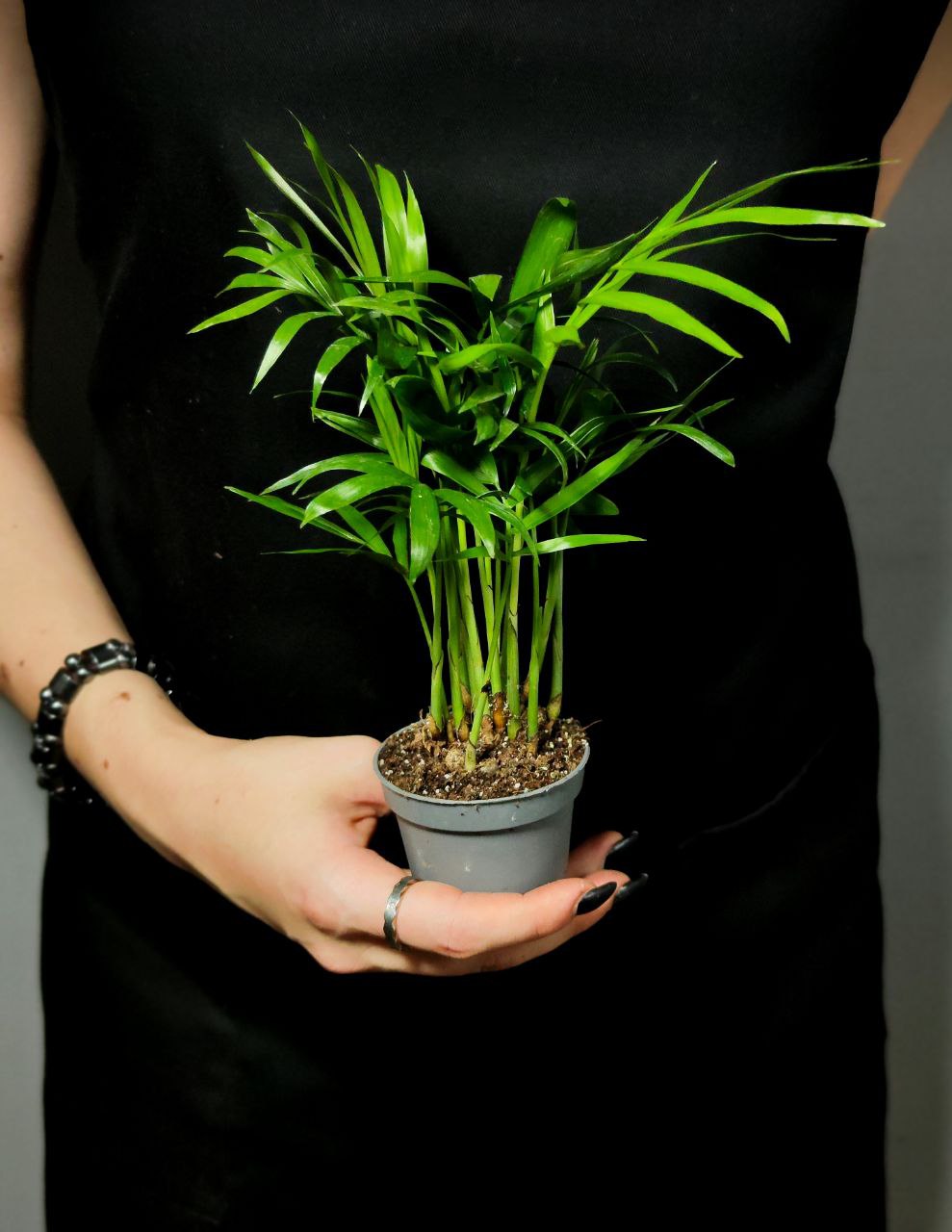 Хамедорея Изящная (Chamaedorea Elegans) D6см