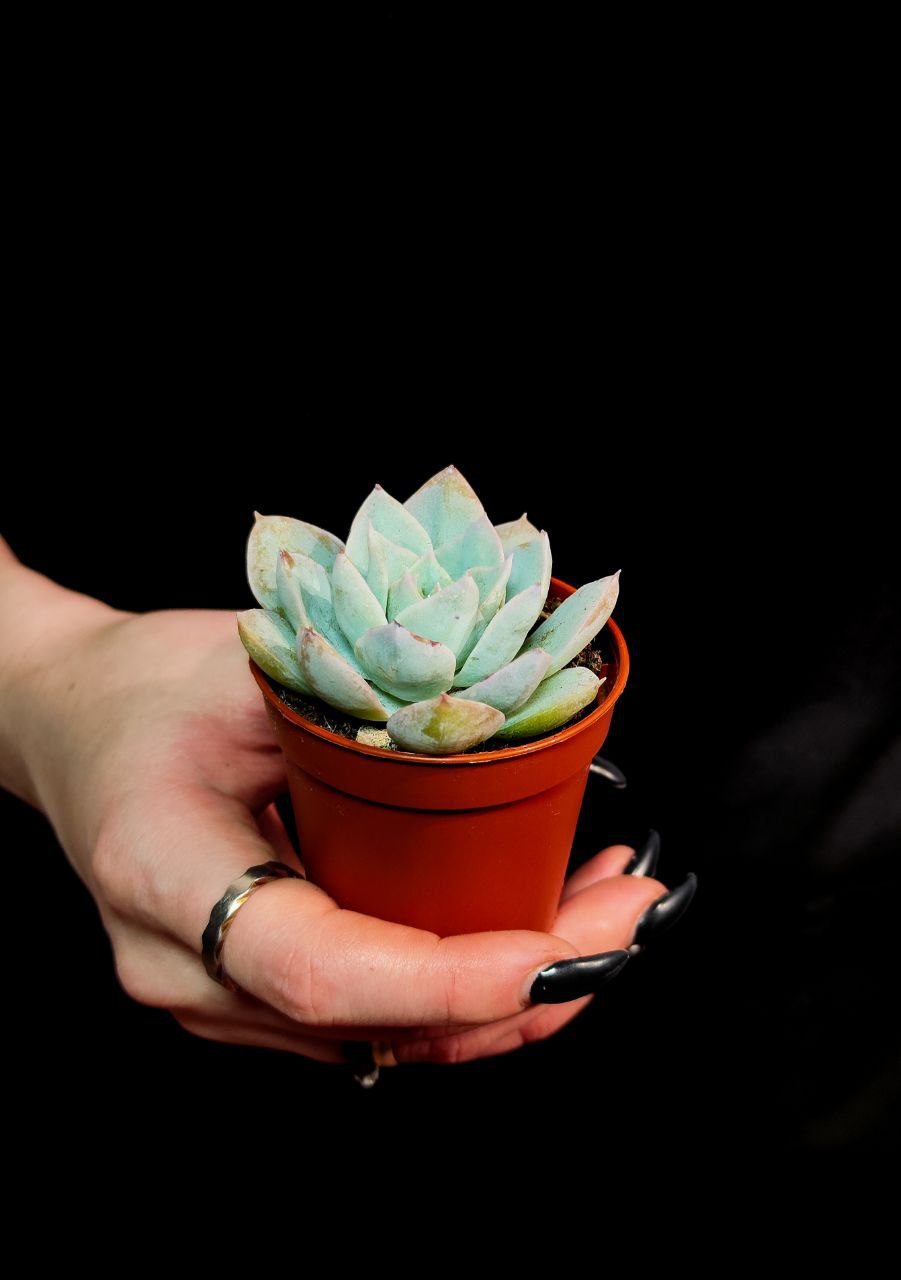 Эхеверия Блю Лотус (Echeveria Blue Lotus) D5см