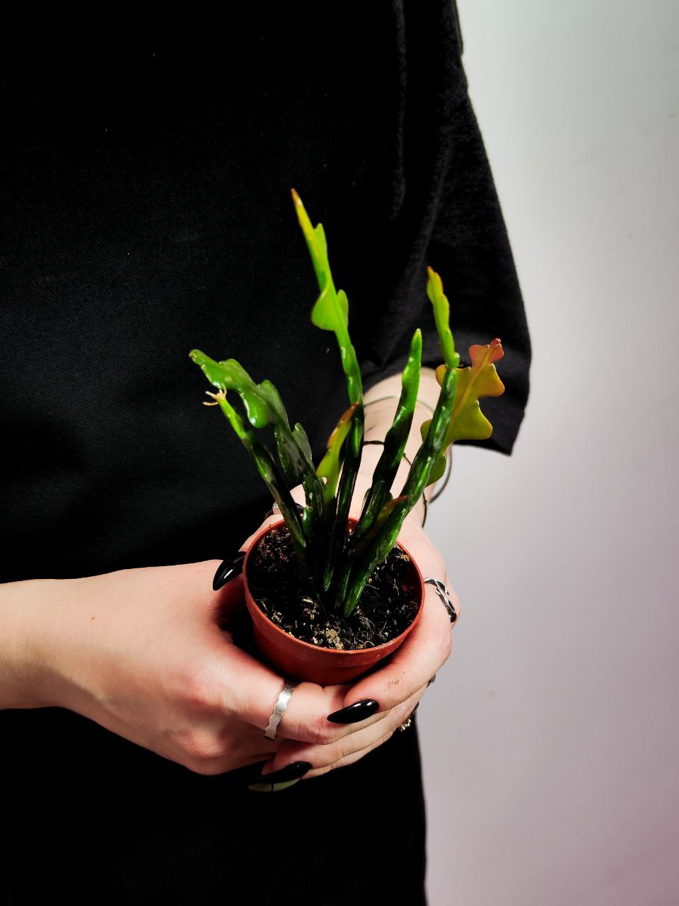 Эпифиллум Ангулигер Фишбон Кактус (Epiphyllum Anguliger "Fishbone Cactus") D6см