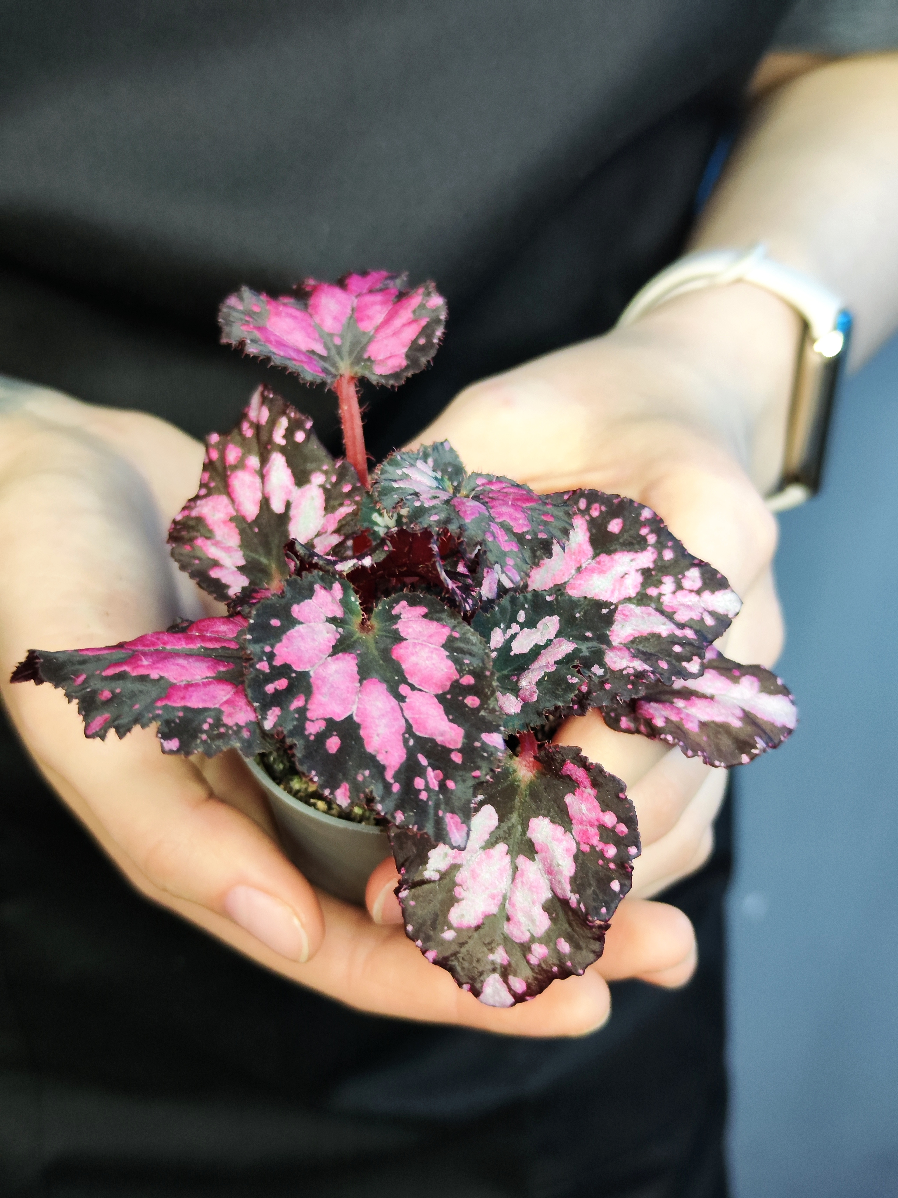 Бегония Пинкпоп (Begonia Pink Pop) D6см