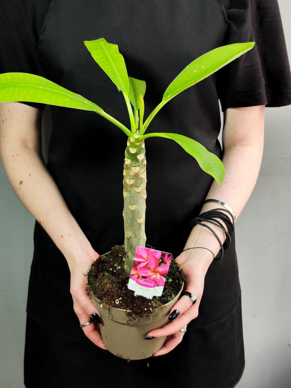Плюмерия Гавайская (Plumeria Hawaiian) D14см