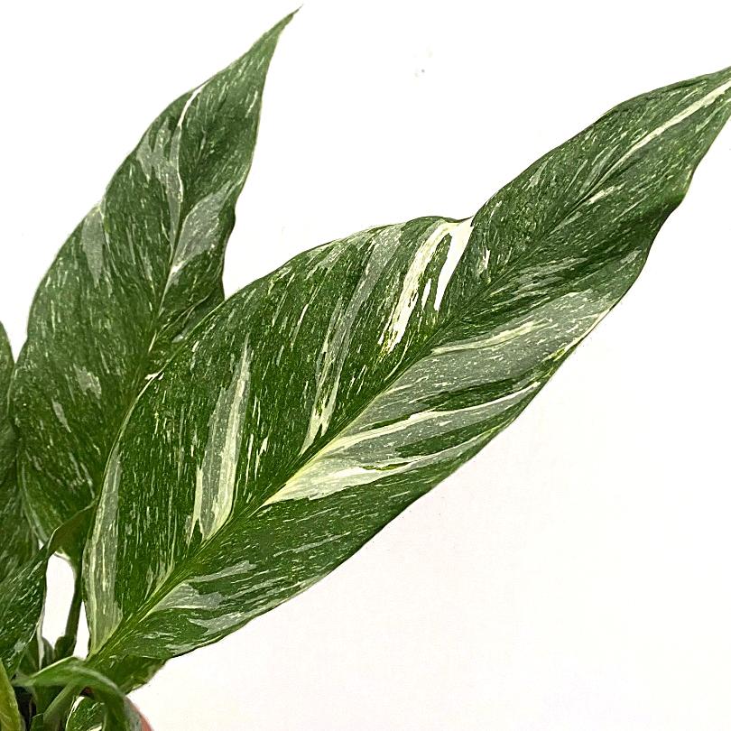 Спатифиллум Джемини (Spathiphyllum Gemini) D12см