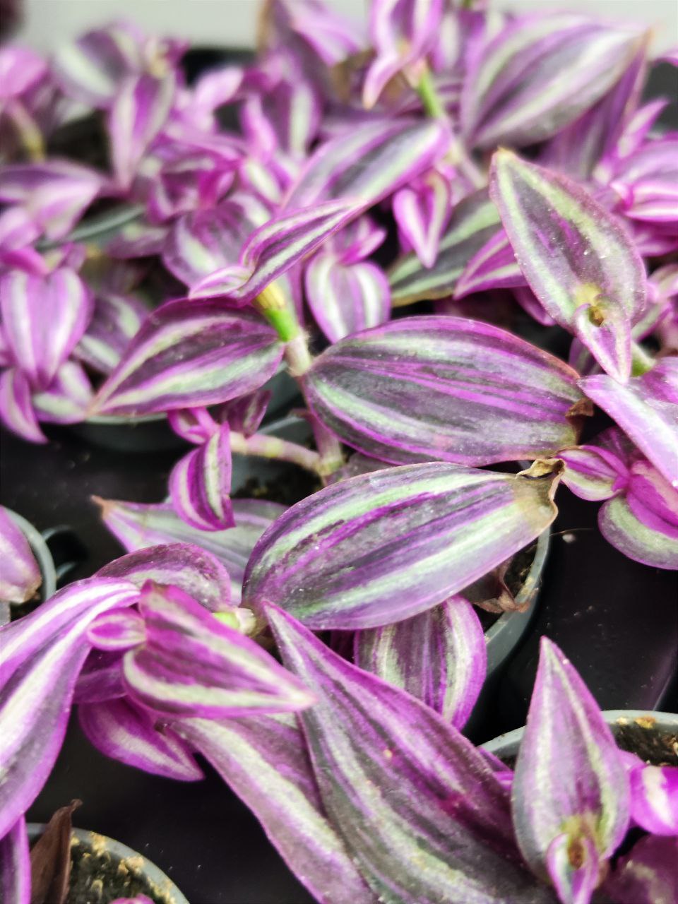 Традесканция Пинк Парадайз (Tradescanthia Pink Paradise) D6см