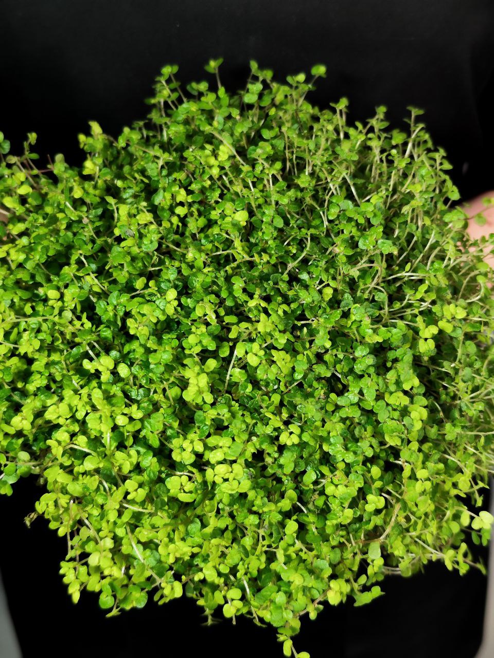 Солейролия Грин (Soleirolia Green) D12см